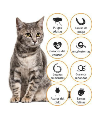 Con Advocate las pulgas no pican. Pipeta antipulgas