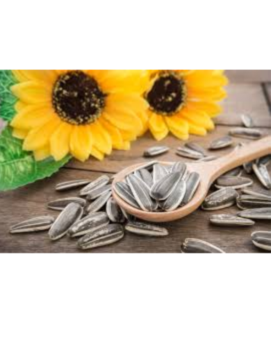 Semillas de girasol para aves, hamster