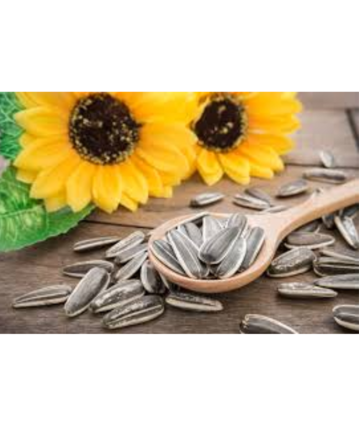 Semillas de girasol para aves, hamster