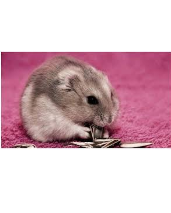 Semillas de girasol para aves, hamster