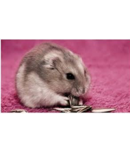 Semillas de girasol para aves, hamster