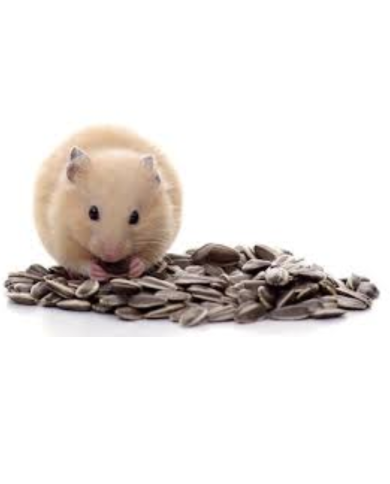 Semillas de girasol para aves, hamster