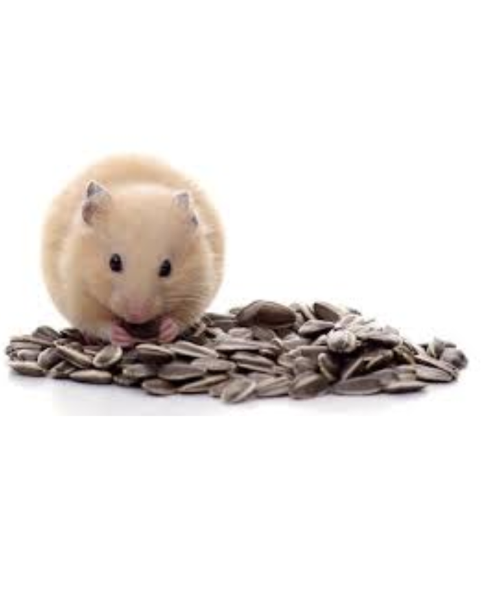 Semillas de girasol para aves, hamster