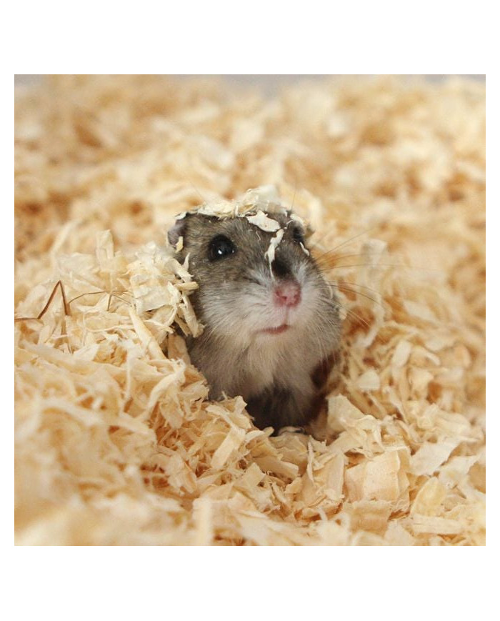 Viruta, mi sustrato esencial para mi habitat