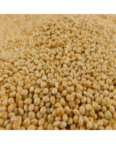 Mijo Blanco, Alimento para Aves