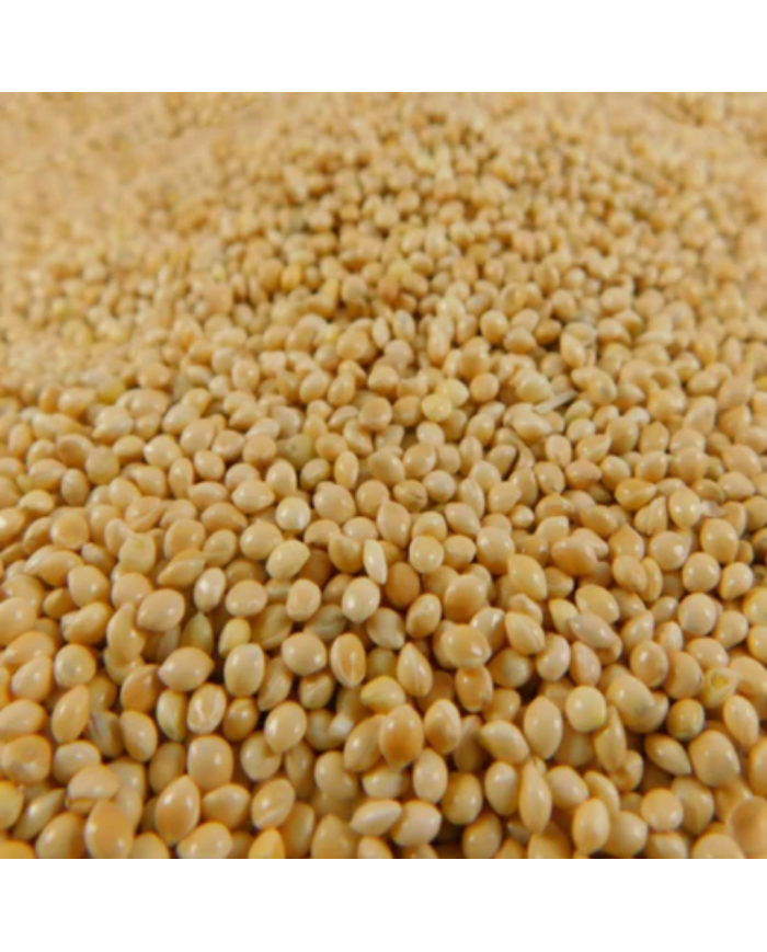 Mijo Blanco, Alimento para Aves