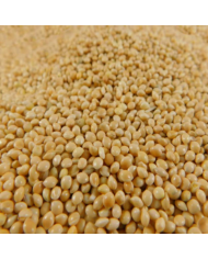 Mijo Blanco, Alimento para Aves