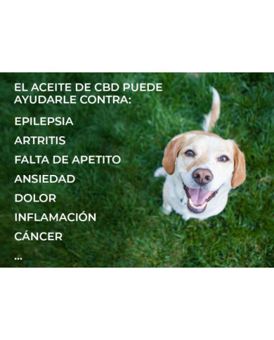 CBD para mascotas. Aceite de Cannabis lo necesito