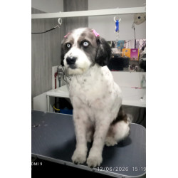 🐶 Baño + Corte Canino