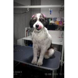 🐶 Baño + Corte Canino