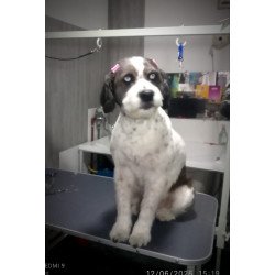 🐶 Baño + Corte Canino