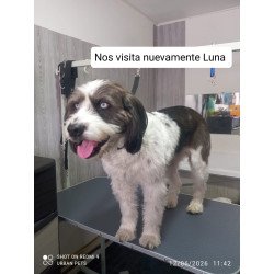 🐶 Baño + Corte Canino