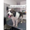 🐶 Baño + Corte Canino