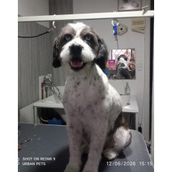 🐶 Baño + Corte Canino