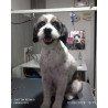 🐶 Baño + Corte Canino