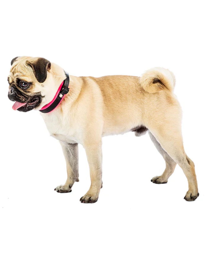 Collar Calidad Premium