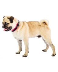 Collar Calidad Premium