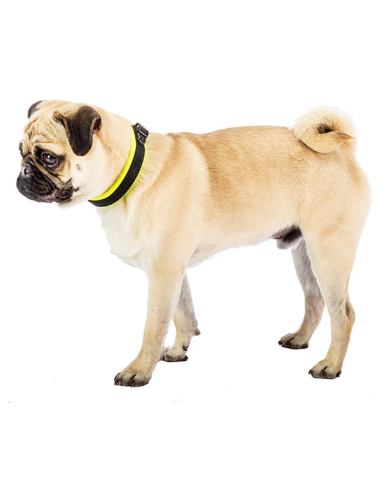 Collar Calidad Premium